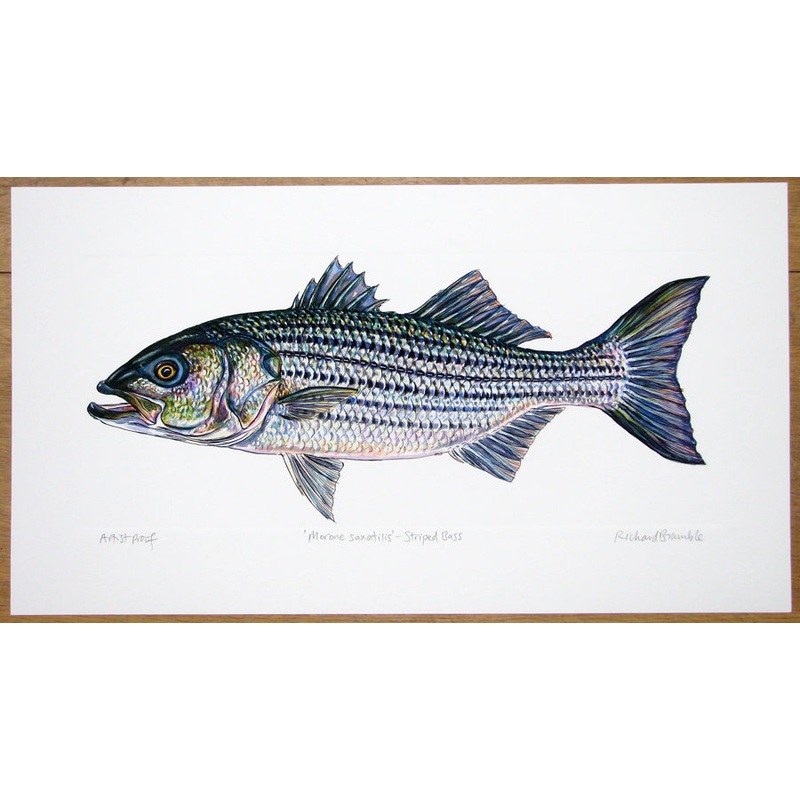 Striped Bass Print