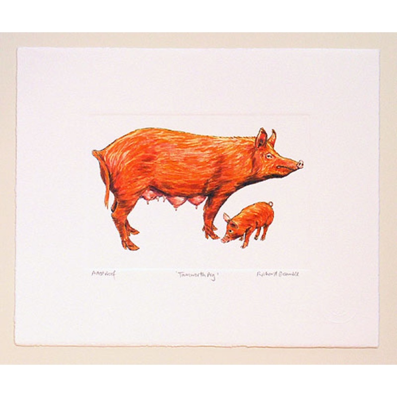Tamworth Pig Print