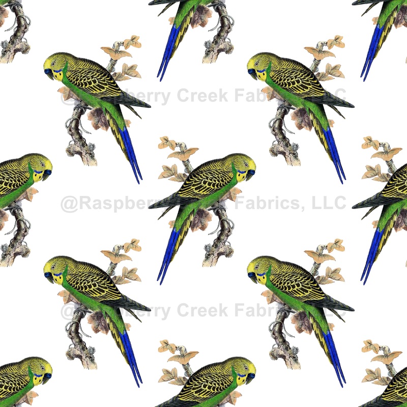 Pattern Of Parrots, Budgerigar, Parakeet, Birds, Tree Branch