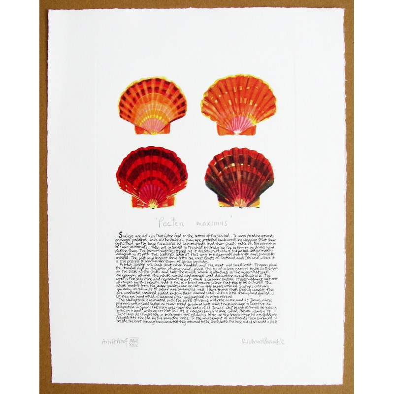 Scallop Shells with text print