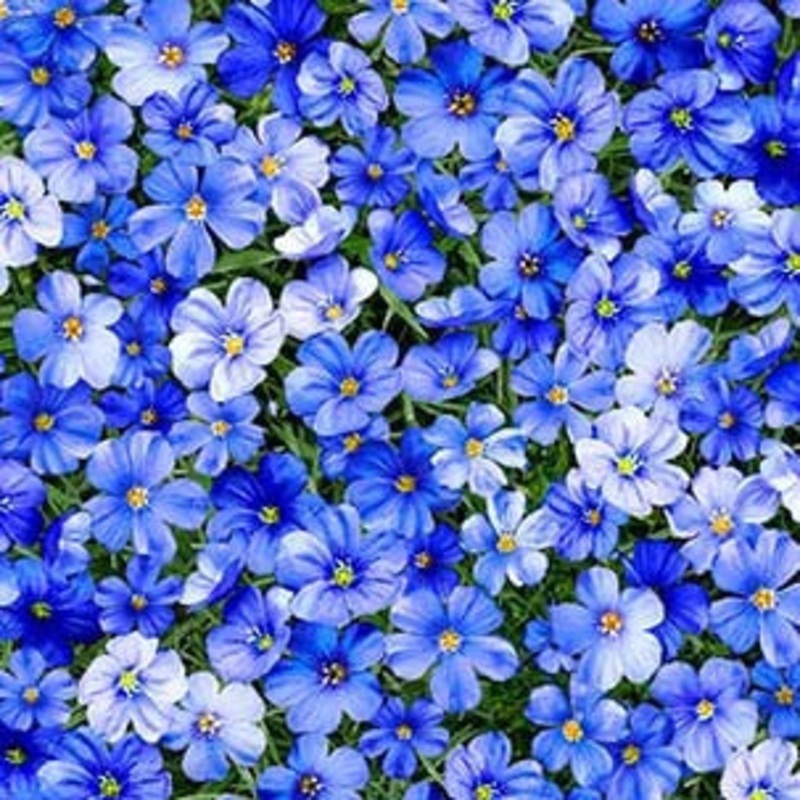 Summer Sunflower Promise Meadow Cobalt Blue Michael Miller Cotton Fabric MM-DCX11679-COBA-D