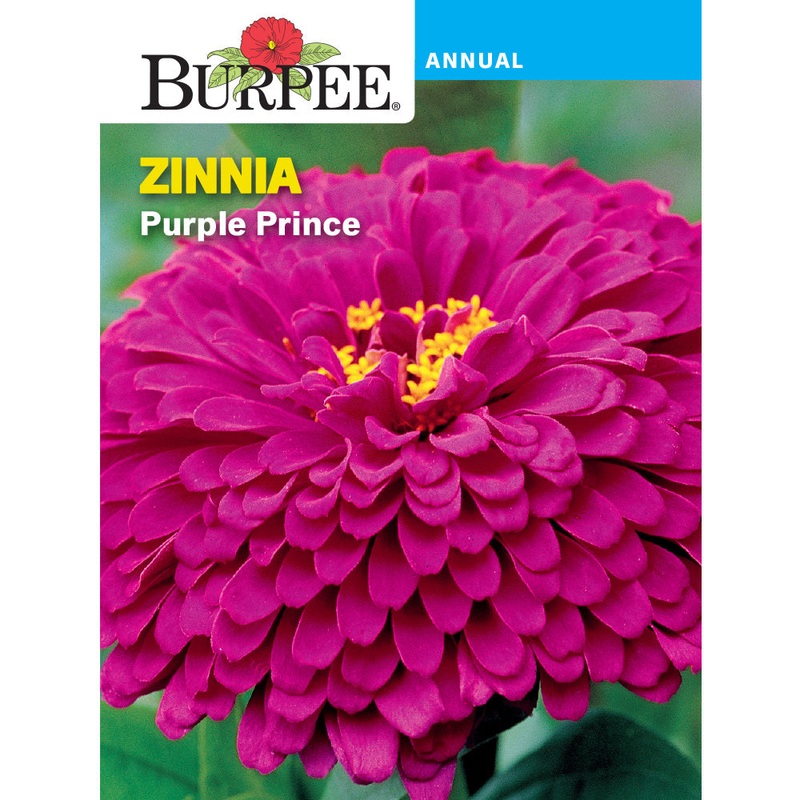 Purple Prince Zinnia Flower Seed Pack 33106