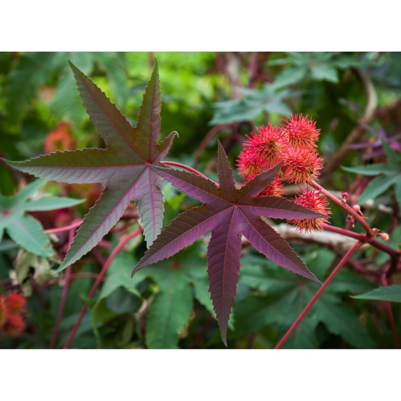 Ricinus Castor Bean Seed Pack 9935700